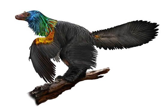 中国考古发现生活在1.61亿年前巨嵴彩虹龙，是鸟类的近亲