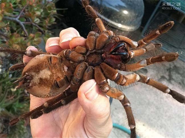 被世界上最大的蜘蛛咬了死不了但很棘手啊!蜢蜘的大长腿让人发憷