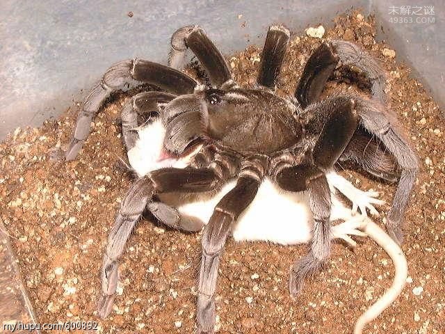 被世界上最大的蜘蛛咬了死不了但很棘手啊!蜢蜘的大长腿让人发憷