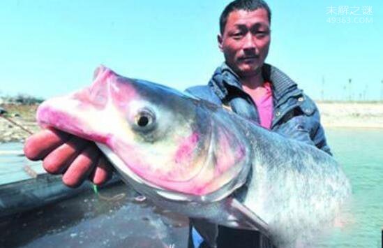 世界上最凶猛的淡水鱼，亚马逊鲇鱼(吃人水怪)
