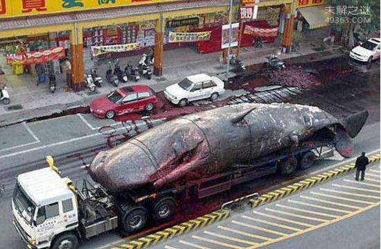 台湾运输体重50吨死鲸鱼发生爆炸，威力如炸弹