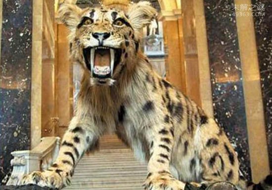 远古恐猫是人类祖先天敌,对南方古猿有致命的危险