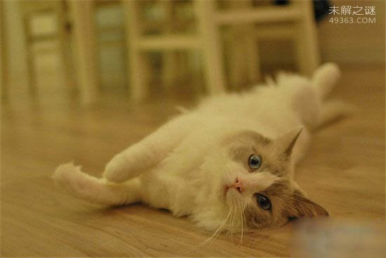 黄油猫悖论,这么好玩的实验你是否了解呢?