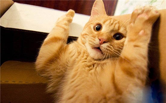 黄油猫悖论的由来,它只是一个假知识性的名称(www.souid.com)