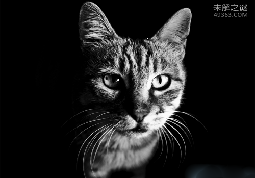 黄油猫悖论的由来,它只是一个假知识性的名称(www.souid.com)