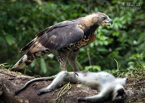 世界上最凶猛的猛禽，食猿雕啄食猴子时十分凶残