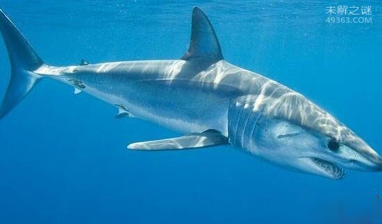世界上速度最快的鲨鱼