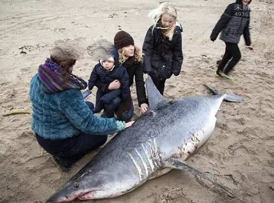  世界最大灰鲭鲨被捕获