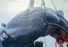蓝鲸舌头重达3吨堪比成年大象的重量，天敌