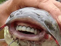 美国北卡罗来纳州海滩发现有着人类牙齿的怪