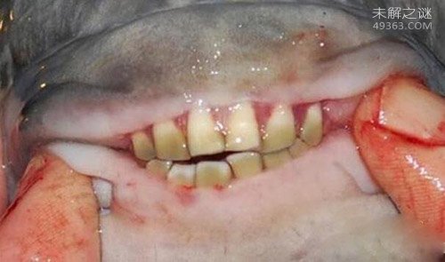 有着人类牙齿的怪鱼