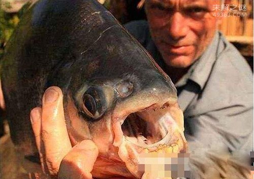 人齿鱼是淡水鱼能吃