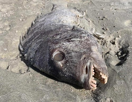 长着几排人类牙齿的鱼被冲上美国北卡罗来纳州海滩
