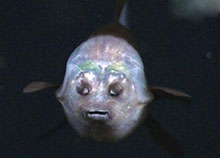 管眼鱼称为“幽灵鱼”的奇特鱼类,为什么那