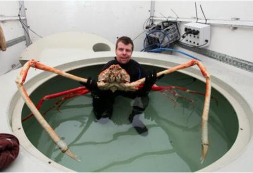 日本巨型杀人蟹蜘蛛蟹重40斤 蟹足长达3米