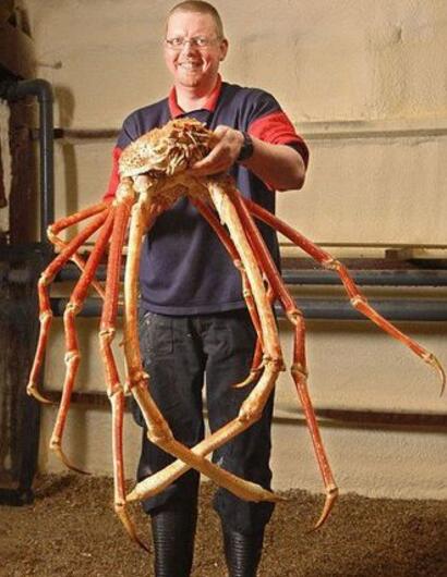 日本巨型杀人蟹蜘蛛蟹重40斤 蟹足长达3米
