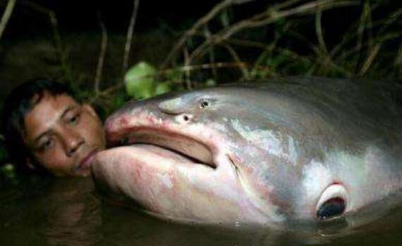 10大凶猛淡水鱼：尼罗河鲈鱼吃食很凶猛(食肉性鱼类)