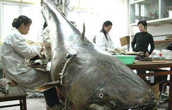 10大凶猛淡水鱼：尼罗河鲈鱼吃食很凶猛(食肉性鱼类)
