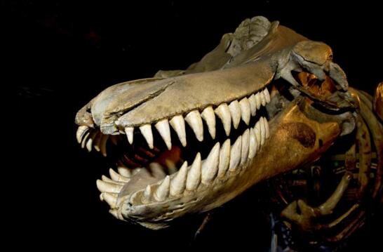 4500万年前的史前鲸鱼，龙王鲸轻易咬碎3200斤头颅