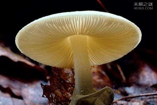 世界上最致命的蘑菇，死亡帽只需0.03克便可致死