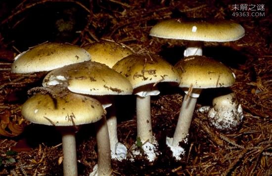 世界上最致命的蘑菇
