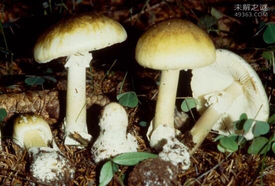 世界上最致命的蘑菇，死亡帽只需0.03克便可致死
