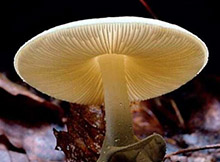 世界上最致命的蘑菇，死亡帽只需0.03克便可