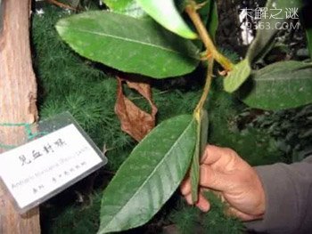 这个树叫“见血封喉”看到树千万不要碰!