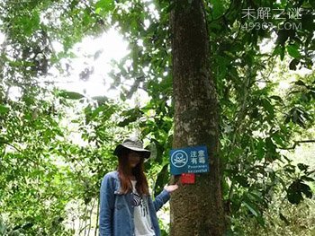 这个树叫“见血封喉”看到树千万不要碰!