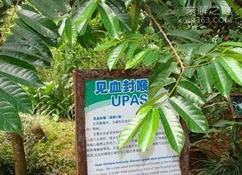 这个树叫“见血封喉”看到树千万不要碰!
