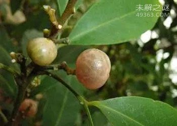 这个树叫“见血封喉”看到树千万不要碰!