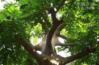 世界上最毒的树，人称“见血封喉树”，价值极为珍贵，你知道吗？