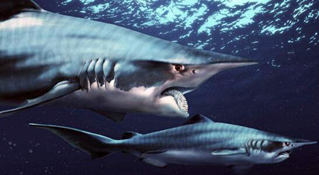 奇葩的旋齿鲨牙齿，螺旋状牙齿用来切割粉碎猎物