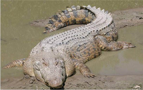 世界上最大的鳄鱼，咸水鳄(长7米以上/重达1.6吨)