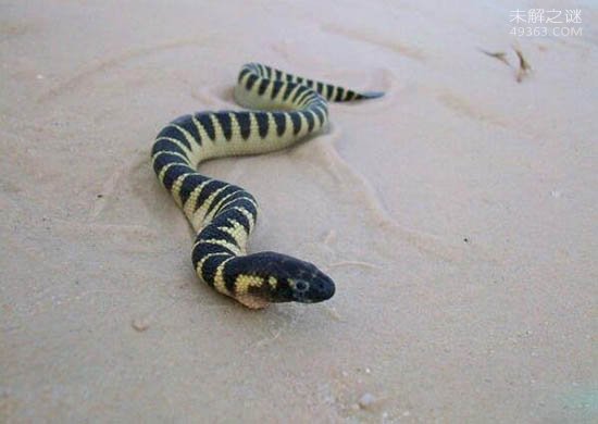 艾基特林海蛇，海洋第二毒王