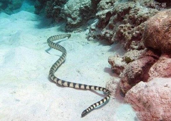 海洋第二毒王艾基特林海蛇，没有这种海蛇的抗毒血清
