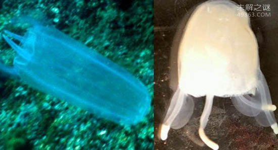 巨型剧毒水母