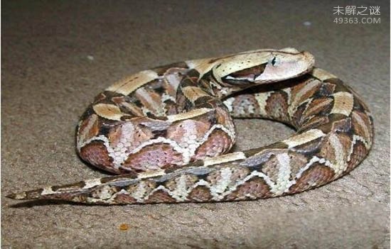 世界上毒牙最长的蛇