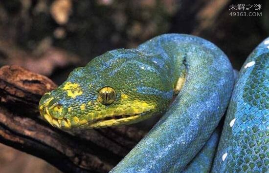 蓝蛇是特定品种变异蓝化的结果