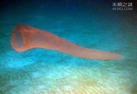 火体虫:30米长会发光的生物