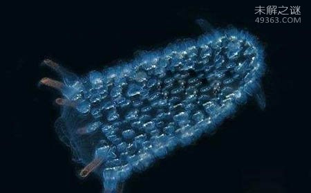 火体虫:30米长会发光的生物