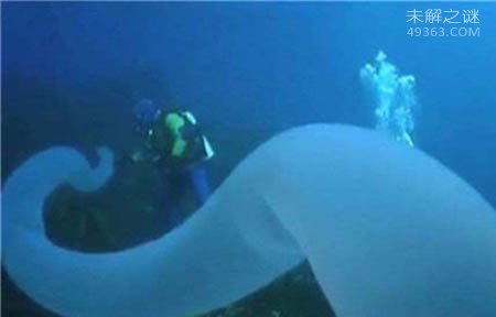 火体虫:30米长会发光的生物