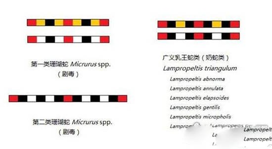 世界上最受欢迎的宠物蛇,牛奶蛇(无毒有益/酷似剧毒珊瑚蛇)