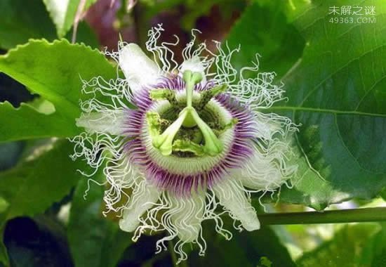 世界上最阴险的吃人植物，它是一种吃人的花