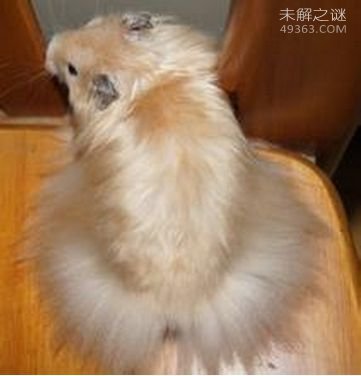 西施熊多少钱一只,为什么能被当成宠物