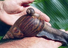 世界上最大的蜗牛，非洲大蜗牛入侵广州（可