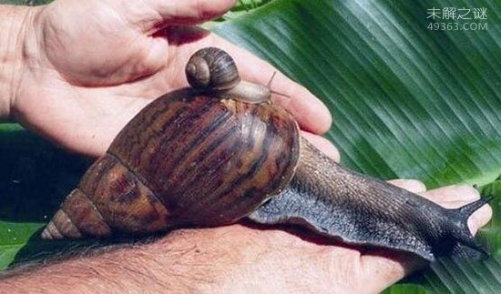 世界上最大的蜗牛，非洲大蜗牛入侵广州（可以吃）