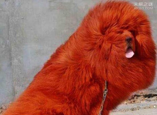 纯红藏獒，全身红毛价值1580万元（图片）