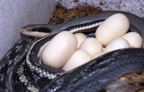 黑眉锦蛇(无毒、食鼠)