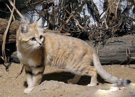 巴基斯坦沙猫非常温顺,但繁殖困难濒临灭绝